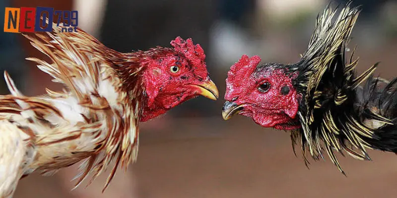 Đá Gà NEO79 – Sân Chơi Với Trận Đấu Kịch Tính 1 Vài nét cơ bản về cổng đá gà NEO79