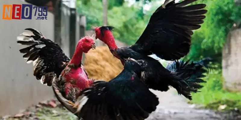 Đá Gà NEO79 – Sân Chơi Với Trận Đấu Kịch Tính 2 Đá gà NEO79 tổ chức cực kỳ chuyên nghiệp