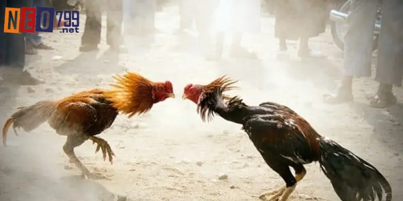 Đá Gà NEO79 – Sân Chơi Với Trận Đấu Kịch Tính 4 Luật chơi cá cược đá gà tại nhà cái NEO79