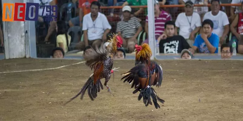 Đá Gà Cựa Dao – Sản Phẩm Kịch Tính, Thách Thức Tại NEO79 4 Các quy định về luật mới