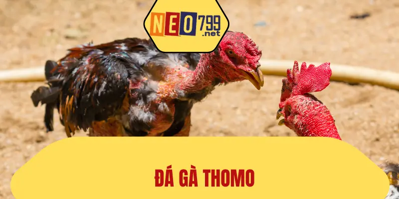 Đá Gà Thomo - Loại Hình Mới Kịch Tính Tại NEO79 1 Đá Gà Thomo