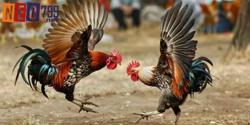 Khái quát chung về hình thức đá gà tre