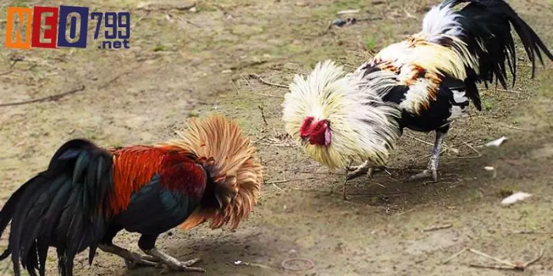 Tổng hợp các kèo cược chuẩn