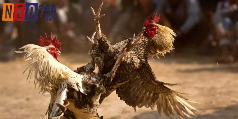 Các sản phẩm đá gà online dễ thấy trên hệ thống