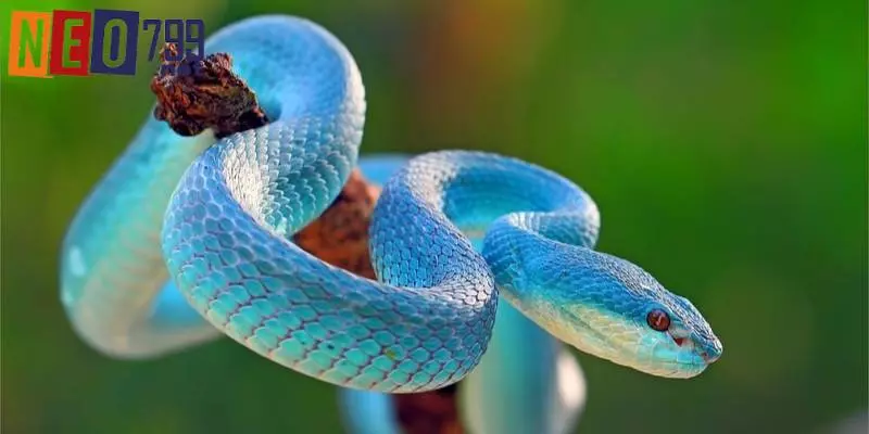 Tổng hợp các điềm báo liên quan đến rắn