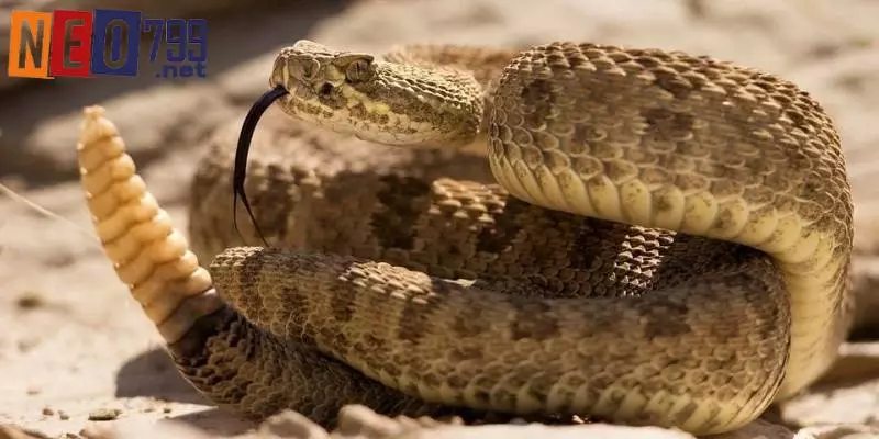 Nếu mơ thấy rắn lột xác nên đánh 14 ,34